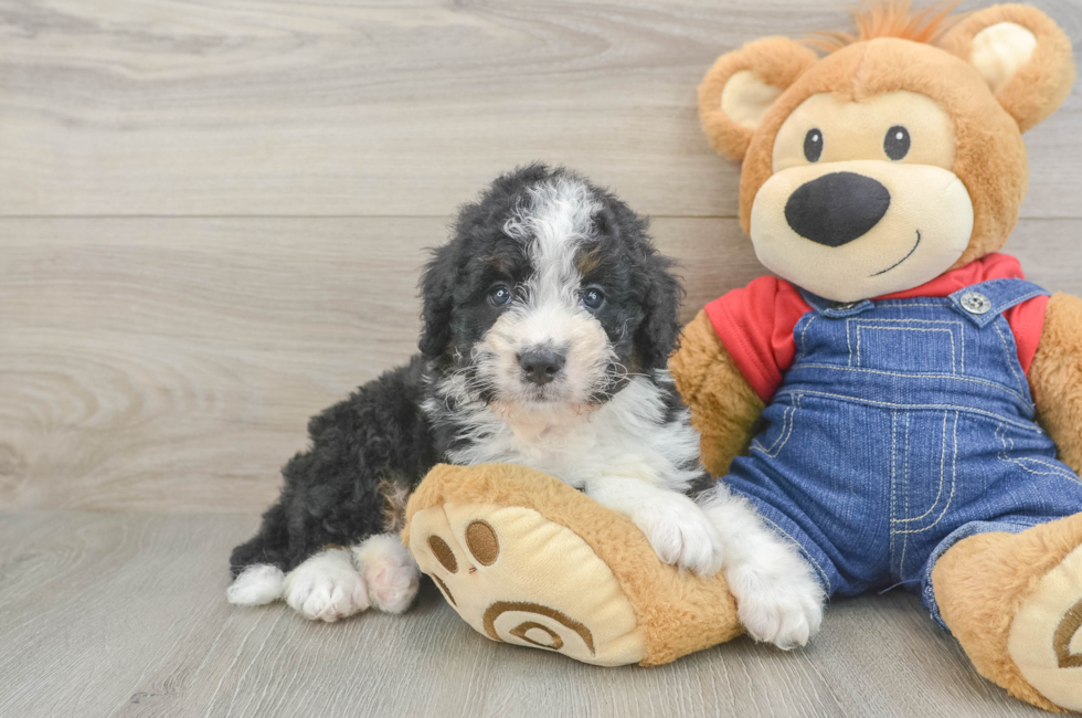 6 week old Mini Bernedoodle Puppy For Sale - Windy City Pups