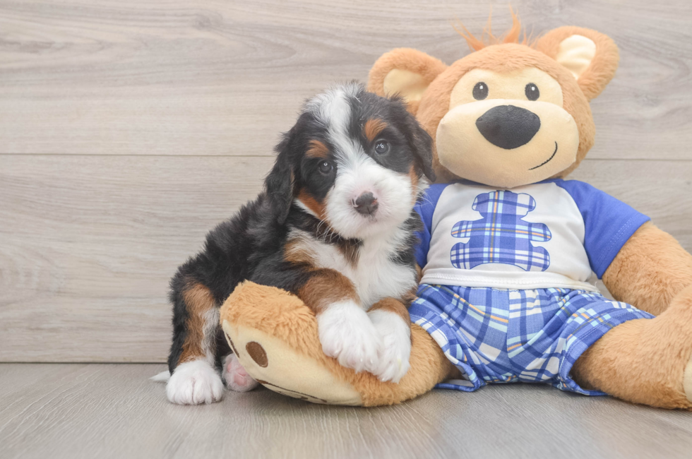 5 week old Mini Bernedoodle Puppy For Sale - Windy City Pups