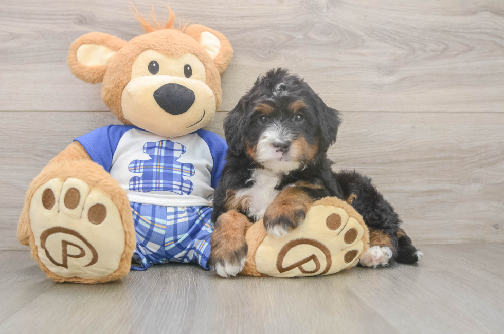 5 week old Mini Bernedoodle Puppy For Sale - Windy City Pups