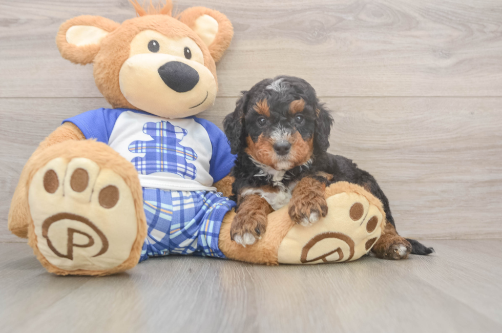 5 week old Mini Bernedoodle Puppy For Sale - Windy City Pups