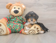 7 week old Mini Bernedoodle Puppy For Sale - Windy City Pups