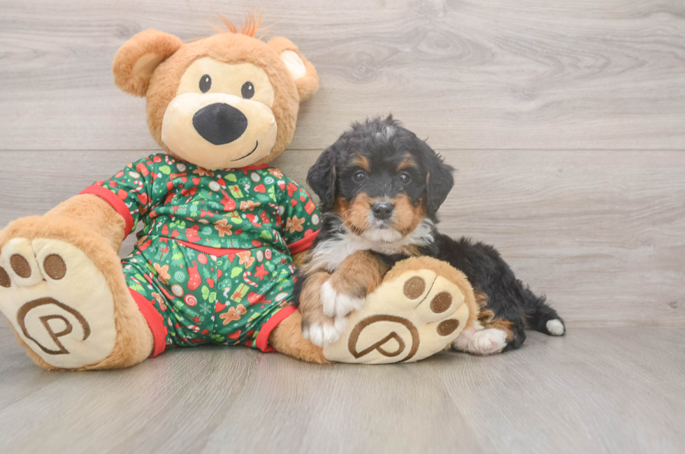 6 week old Mini Bernedoodle Puppy For Sale - Windy City Pups