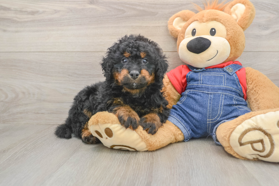 Best Mini Bernedoodle Baby