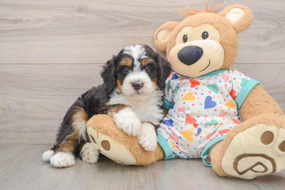 Sweet Mini Bernedoodle Baby