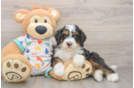Adorable Mini Bernese Poodle Poodle Mix Puppy