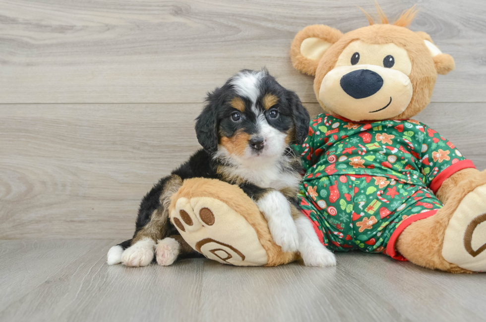 5 week old Mini Bernedoodle Puppy For Sale - Windy City Pups