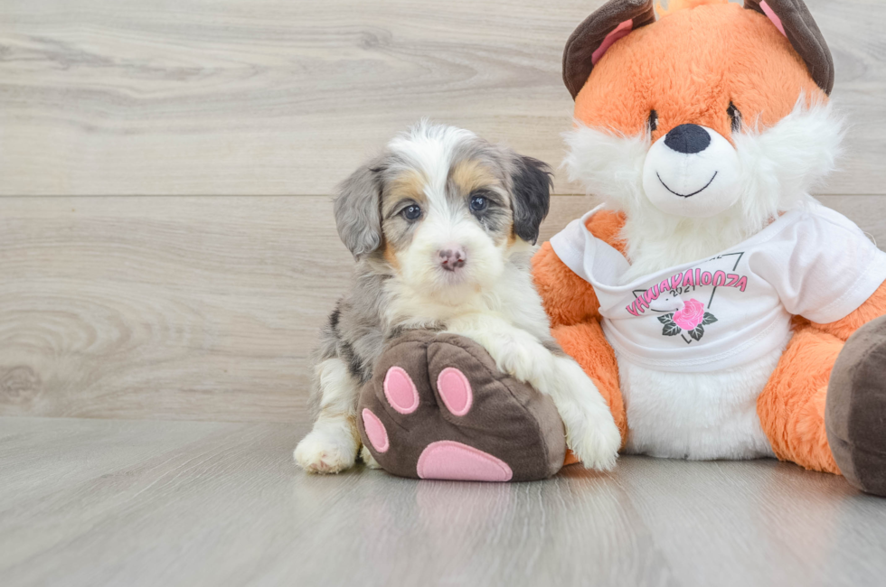 6 week old Mini Bernedoodle Puppy For Sale - Windy City Pups