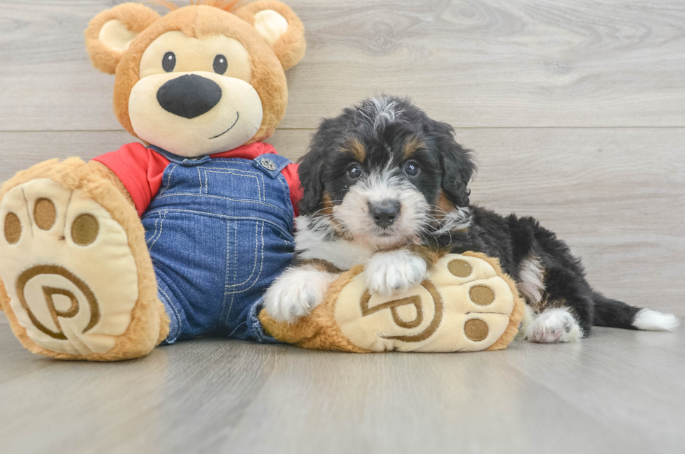 6 week old Mini Bernedoodle Puppy For Sale - Windy City Pups