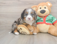 6 week old Mini Bernedoodle Puppy For Sale - Windy City Pups