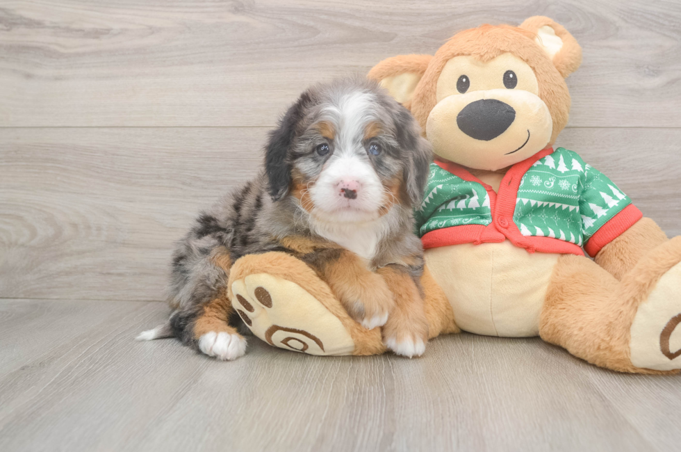 6 week old Mini Bernedoodle Puppy For Sale - Windy City Pups