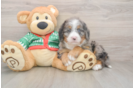 Best Mini Bernedoodle Baby