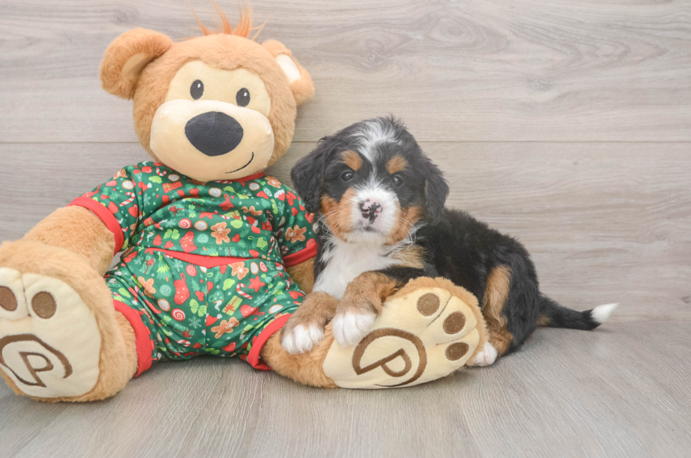 6 week old Mini Bernedoodle Puppy For Sale - Windy City Pups