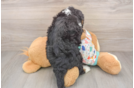 Mini Bernedoodle Puppy for Adoption