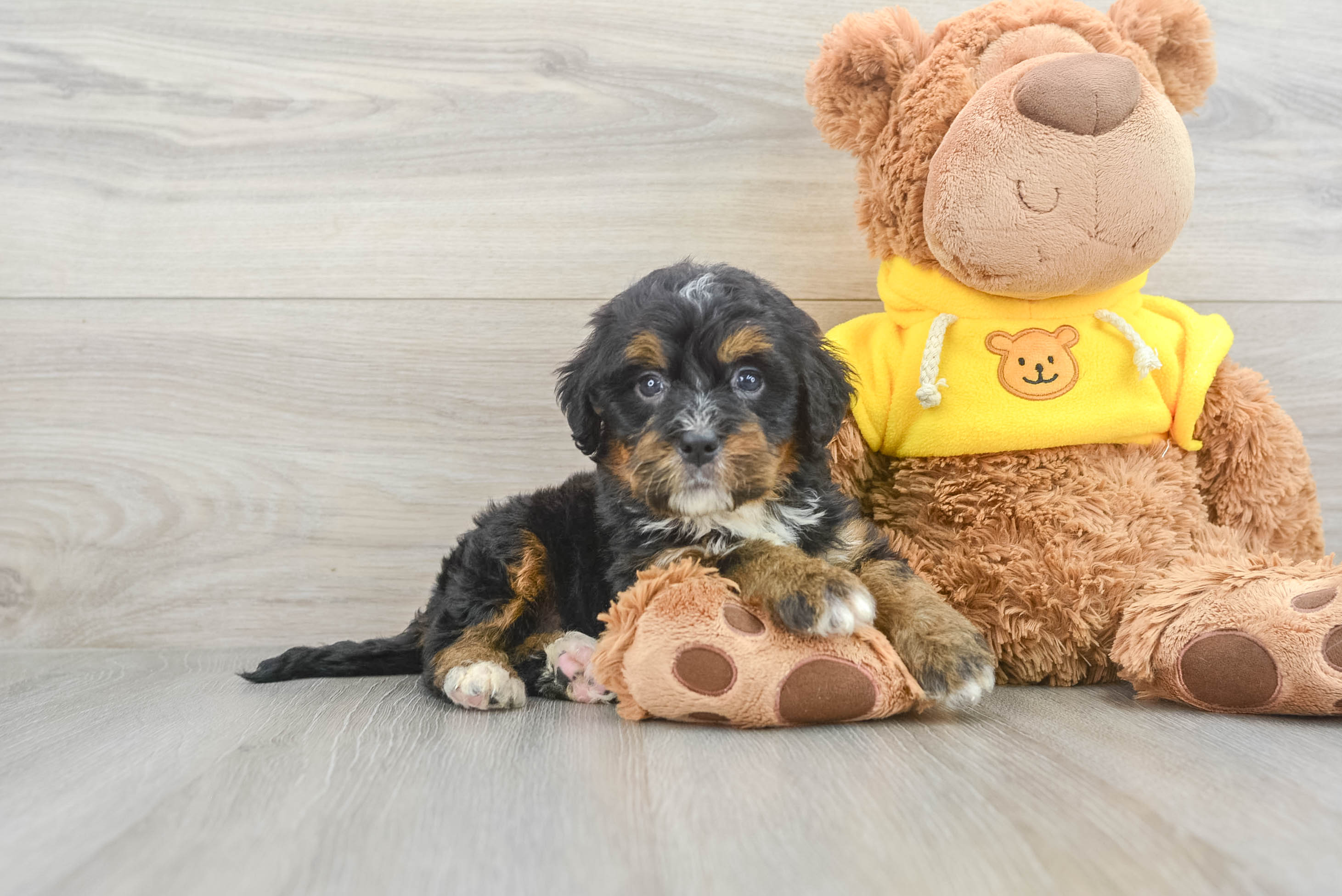 Funny Mini Bernedoodle Poodle Mix Pup