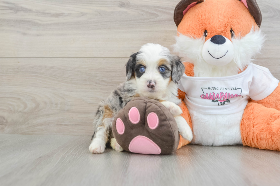 6 week old Mini Bernedoodle Puppy For Sale - Windy City Pups