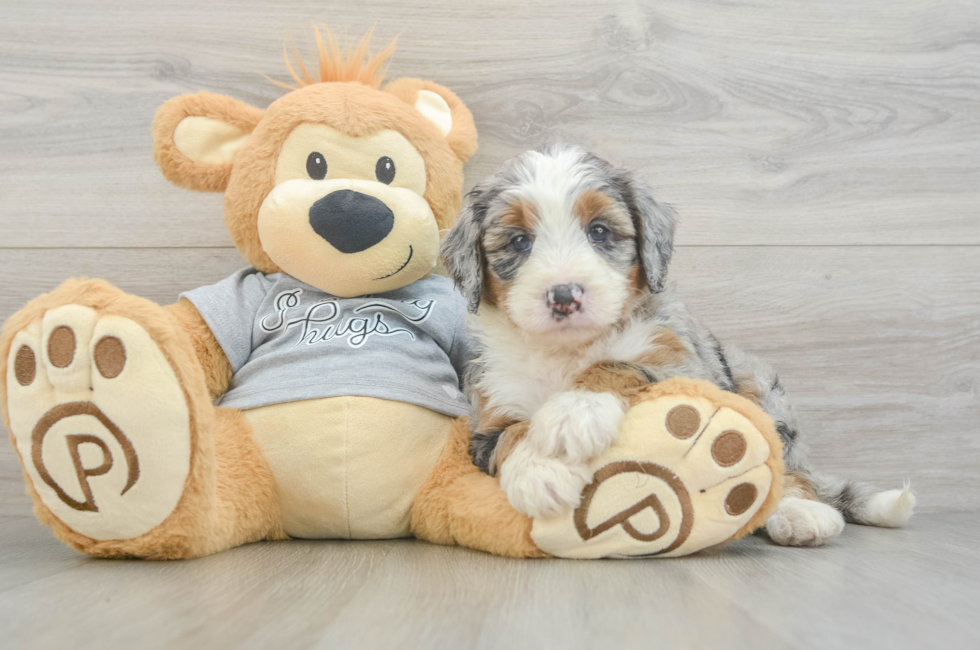 5 week old Mini Bernedoodle Puppy For Sale - Windy City Pups