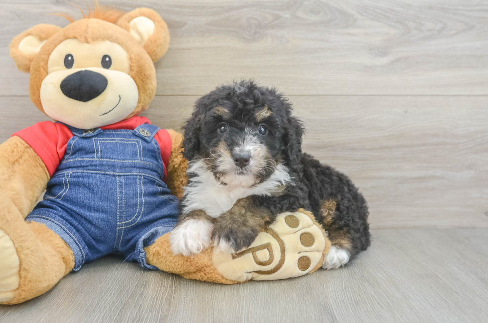 6 week old Mini Bernedoodle Puppy For Sale - Windy City Pups