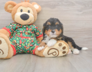 7 week old Mini Bernedoodle Puppy For Sale - Windy City Pups