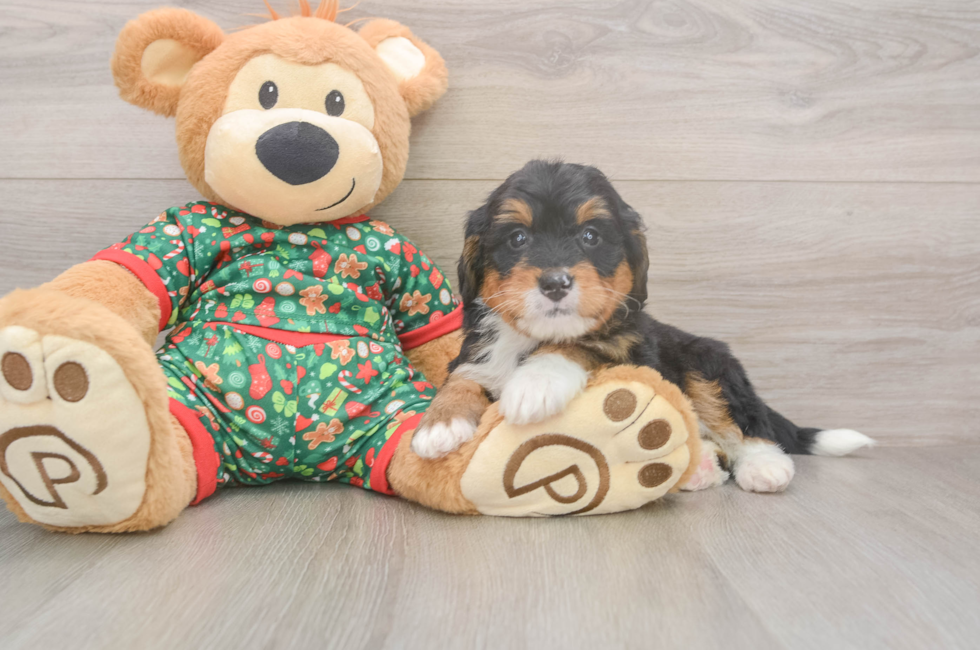 6 week old Mini Bernedoodle Puppy For Sale - Windy City Pups