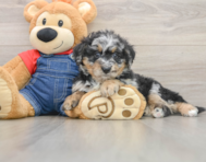 7 week old Mini Bernedoodle Puppy For Sale - Windy City Pups