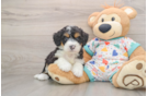Mini Bernedoodle Puppy for Adoption
