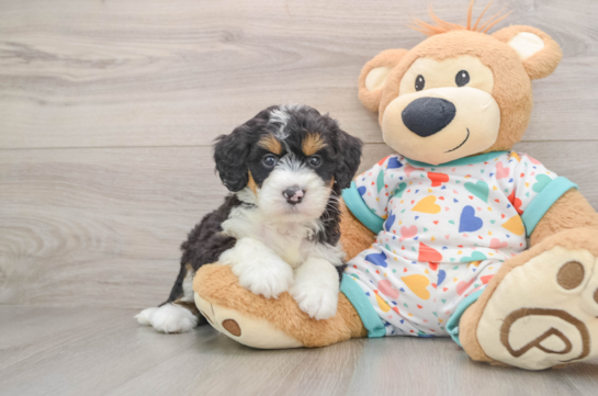 Mini Bernedoodle Puppy for Adoption