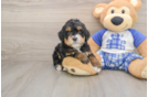 Best Mini Bernedoodle Baby