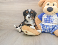 7 week old Mini Bernedoodle Puppy For Sale - Windy City Pups