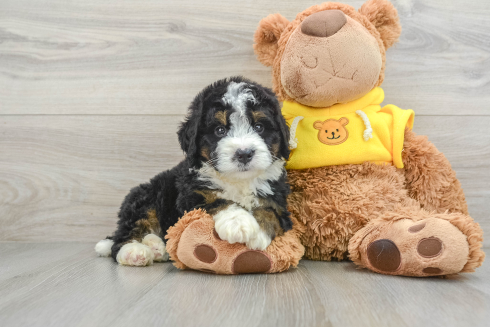 Funny Mini Bernedoodle Poodle Mix Pup