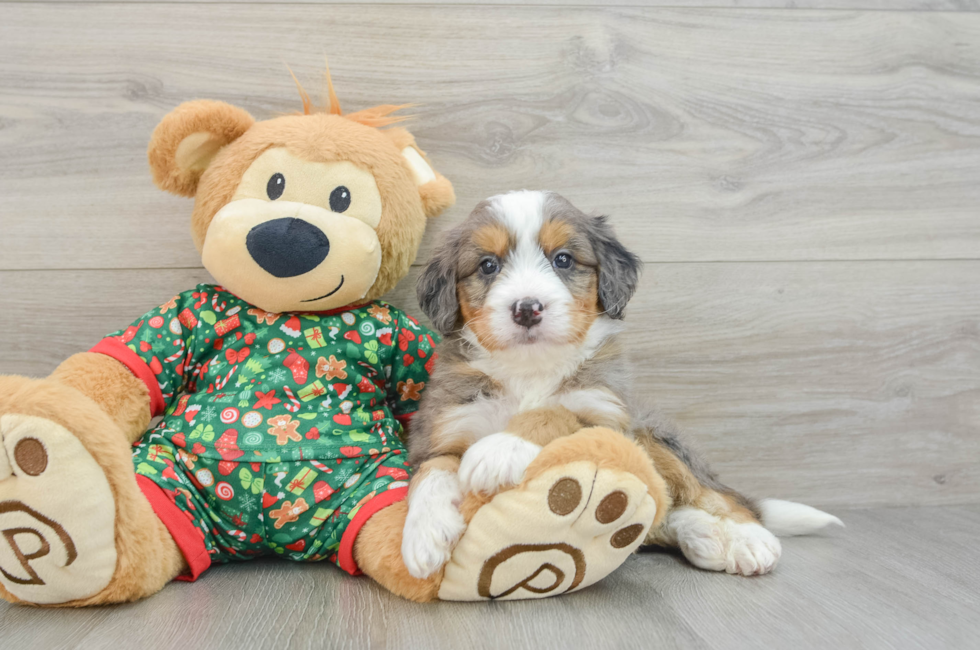 5 week old Mini Bernedoodle Puppy For Sale - Windy City Pups