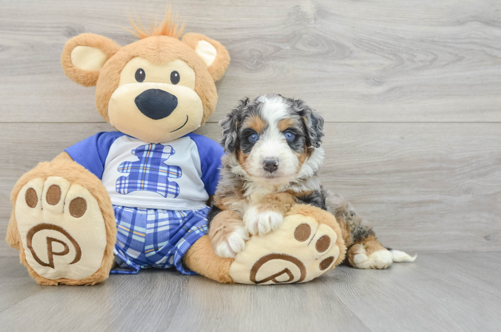 5 week old Mini Bernedoodle Puppy For Sale - Windy City Pups