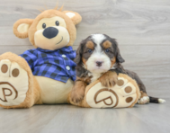 7 week old Mini Bernedoodle Puppy For Sale - Windy City Pups