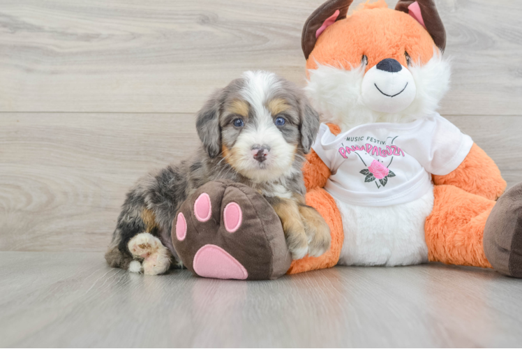 Friendly Mini Bernedoodle Baby