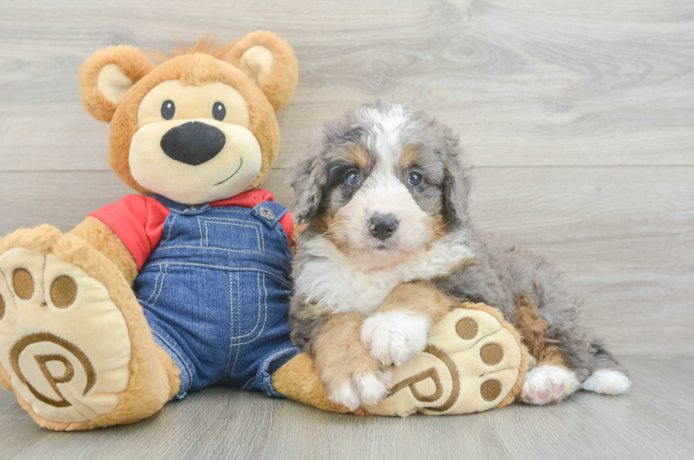 6 week old Mini Bernedoodle Puppy For Sale - Windy City Pups