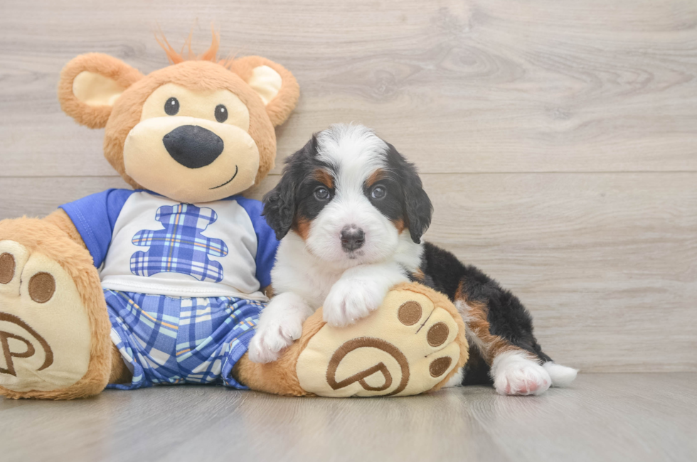5 week old Mini Bernedoodle Puppy For Sale - Windy City Pups