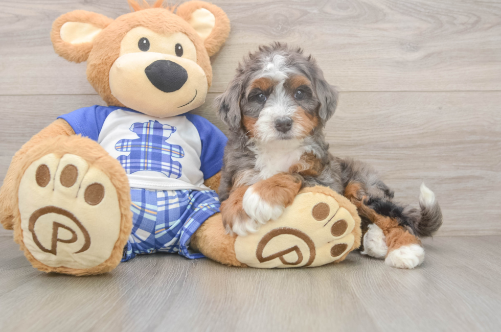 5 week old Mini Bernedoodle Puppy For Sale - Windy City Pups