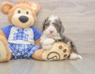 6 week old Mini Bernedoodle Puppy For Sale - Windy City Pups