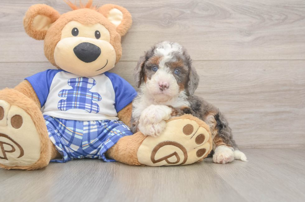 5 week old Mini Bernedoodle Puppy For Sale - Windy City Pups
