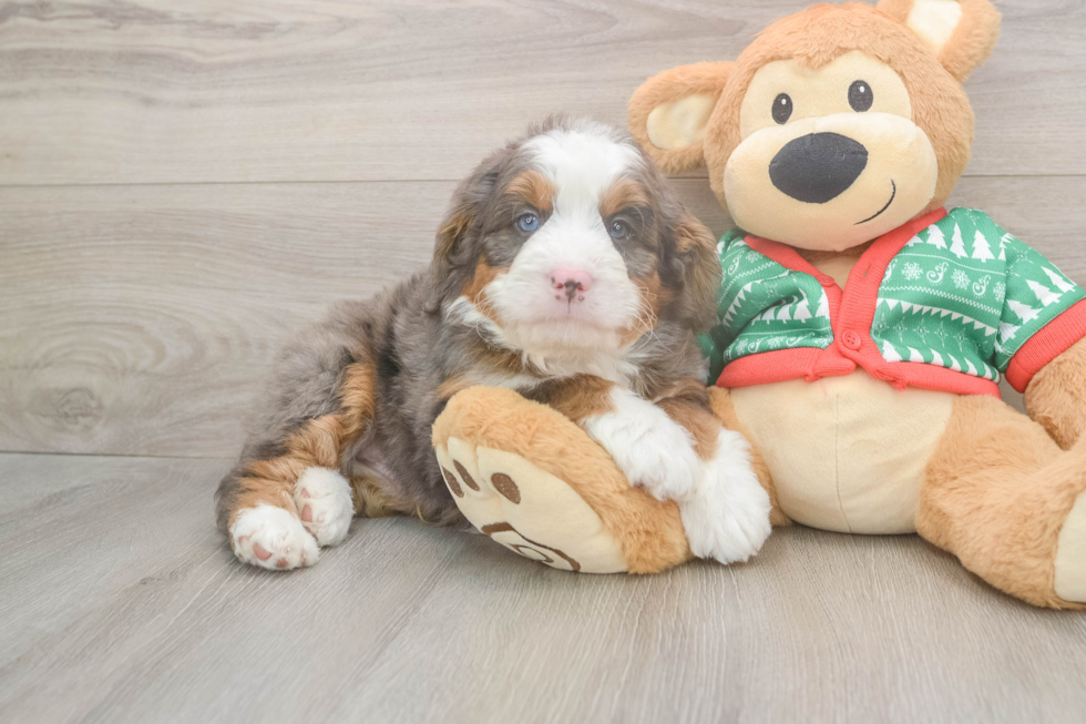 Mini Bernedoodle Puppy for Adoption