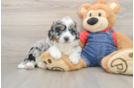 Hypoallergenic Mini Berniedoodle Poodle Mix Puppy