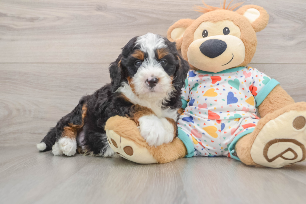 Hypoallergenic Bernese Doodle Poodle Mix Puppy