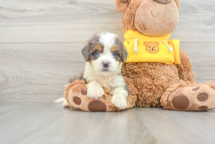 Mini Bernedoodle Puppy for Adoption