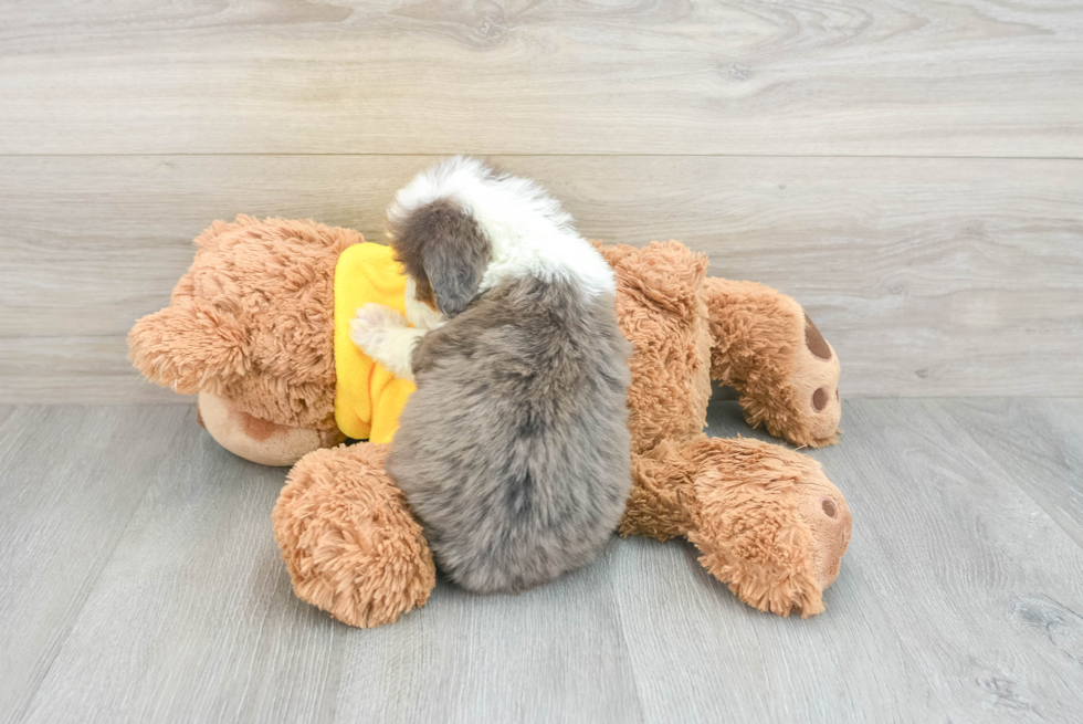 Petite Mini Bernedoodle Poodle Mix Pup