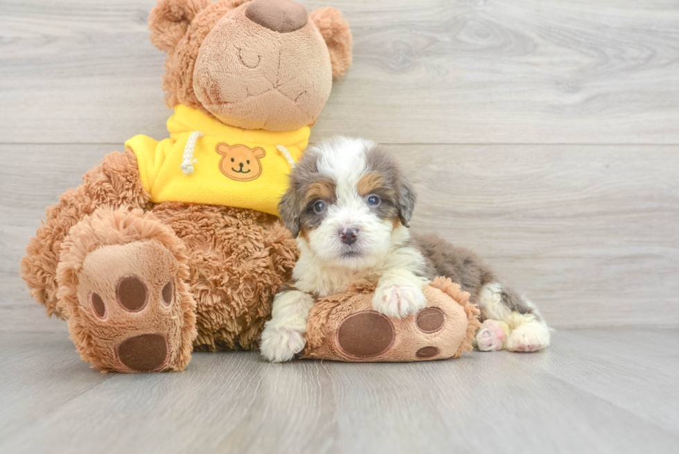 Best Mini Bernedoodle Baby
