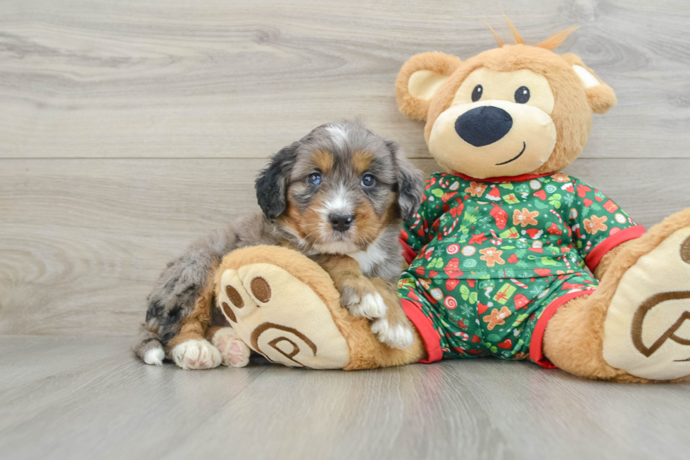 Funny Mini Bernedoodle Poodle Mix Pup