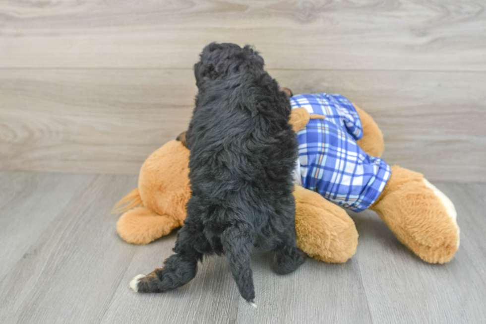 Mini Bernedoodle Pup Being Cute