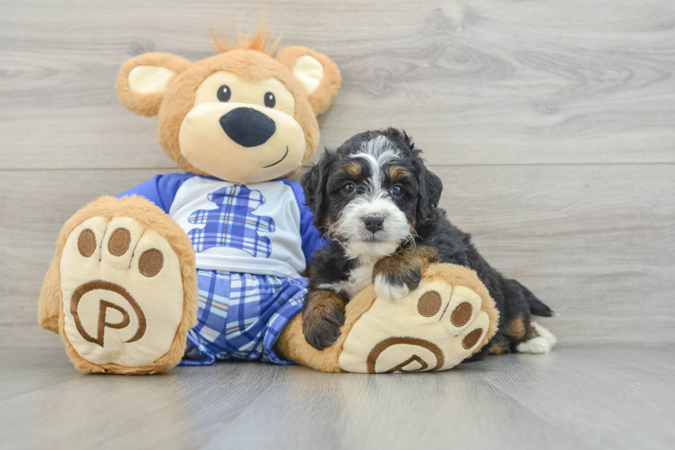 Mini Bernedoodle Pup Being Cute