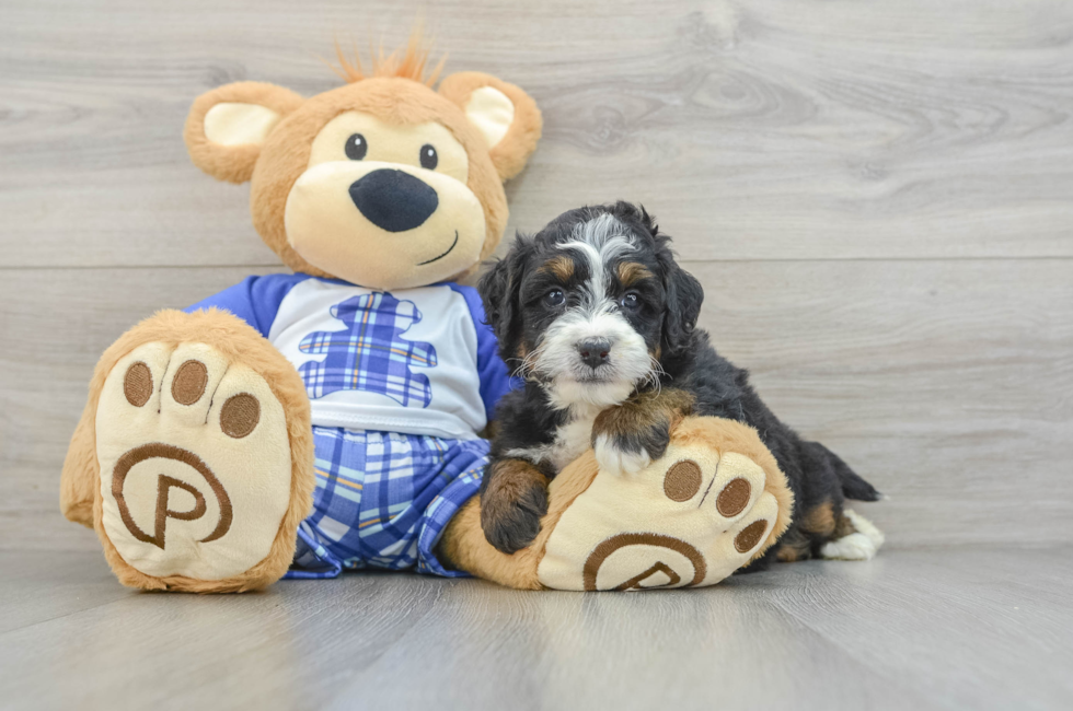 5 week old Mini Bernedoodle Puppy For Sale - Windy City Pups