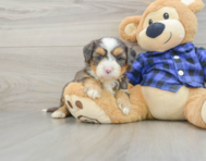 7 week old Mini Bernedoodle Puppy For Sale - Windy City Pups