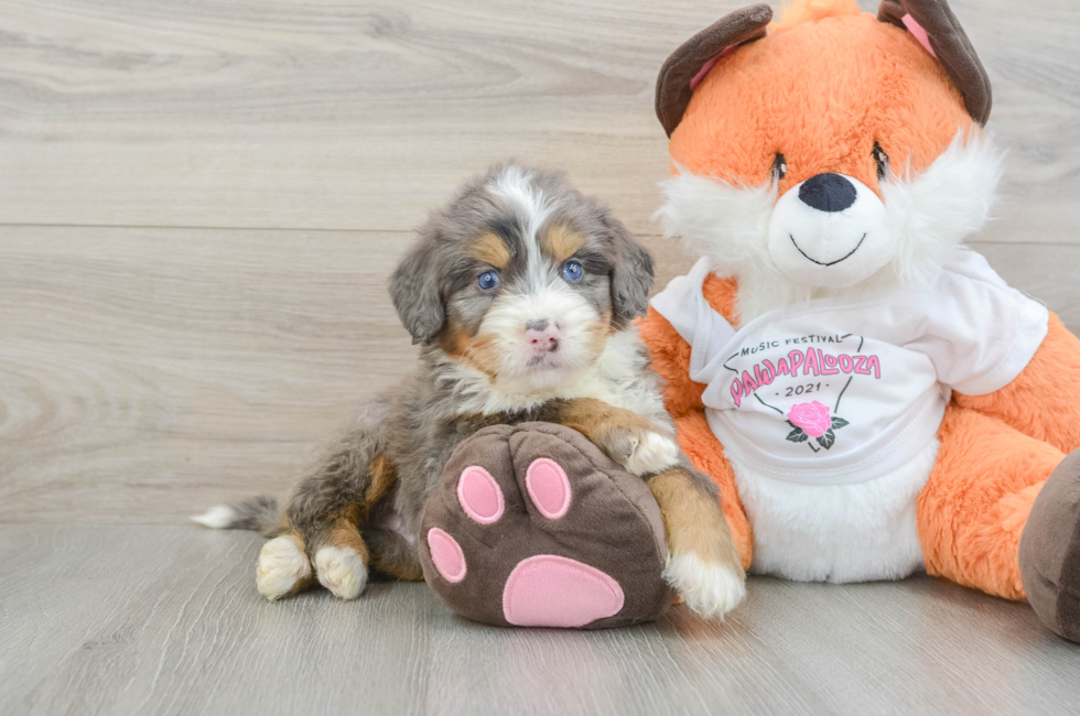 6 week old Mini Bernedoodle Puppy For Sale - Windy City Pups